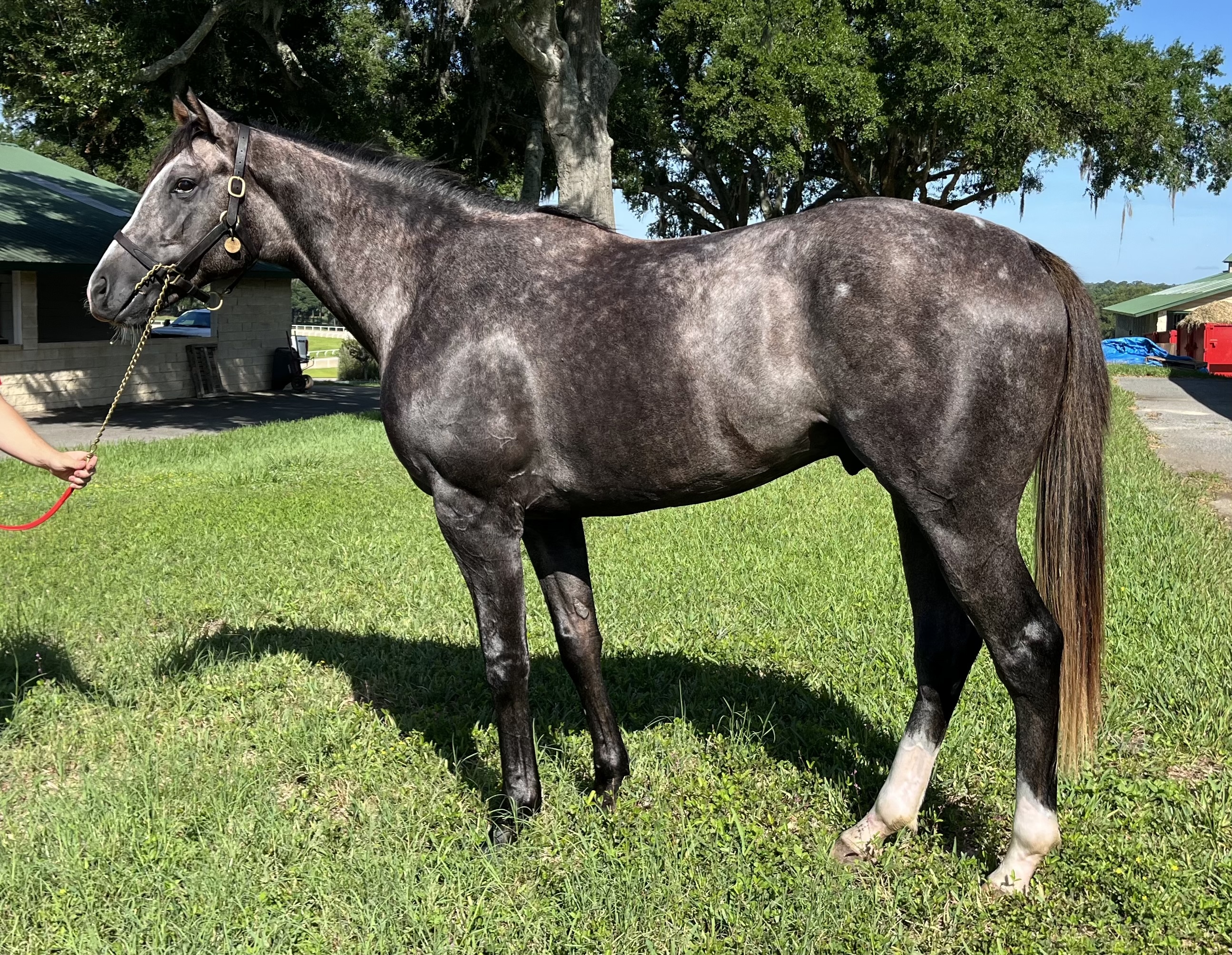Illustrative photograph of a gray or roan colt standing outdoors in a halter.